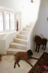 Dog Life in Corfu Villa