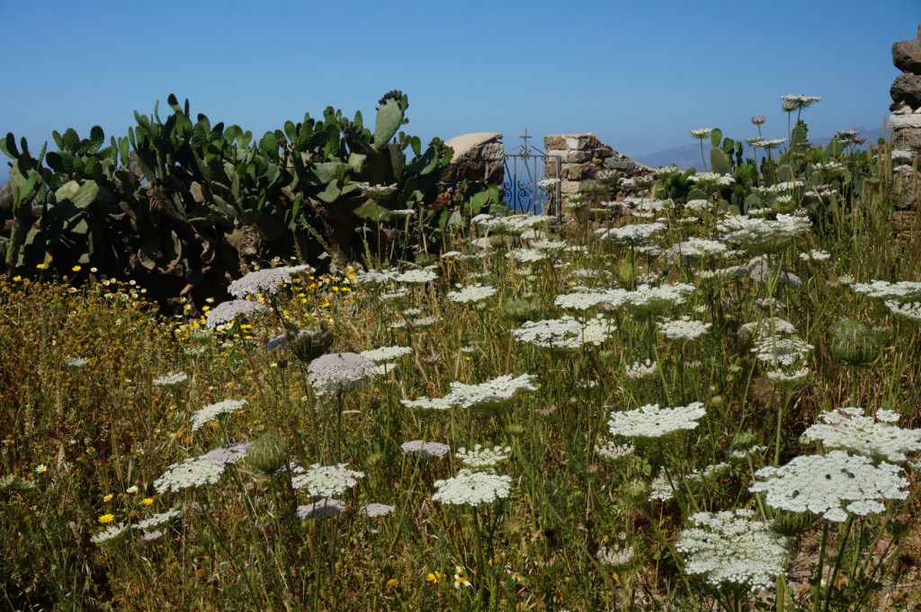 Cactus in Paros island