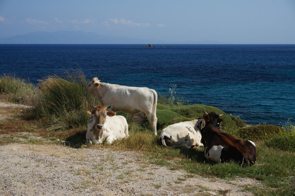 Cows in Kea/Tzia