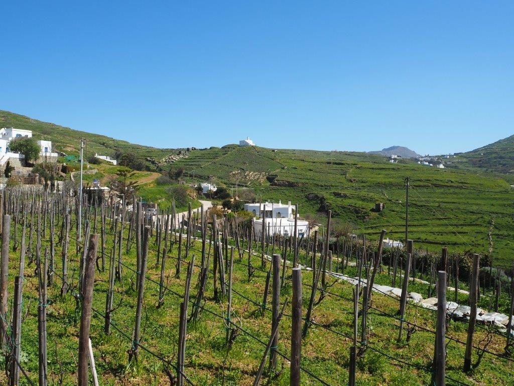 Vineyard in Tinos - Luxury Holidays in Tinos