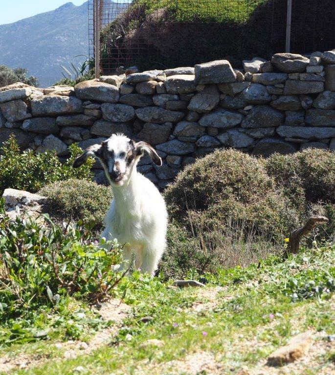 A goat in Tinos - Luxury Holidays in Tinos