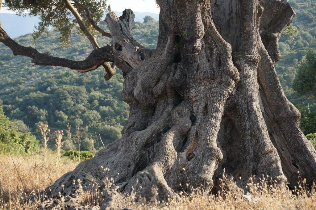 Ancient tree in Ithaca - Greece